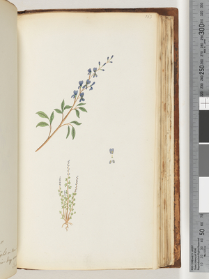 Page 163. Unidentified plant (w/c)
