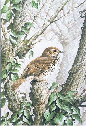 Song Thrush, Postcard, 1970's (colour litho)