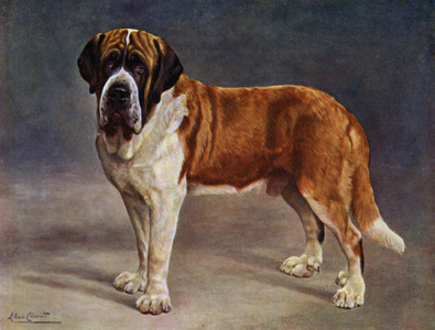 The Smooth Coated St Bernard Champion the Viking (colour litho)