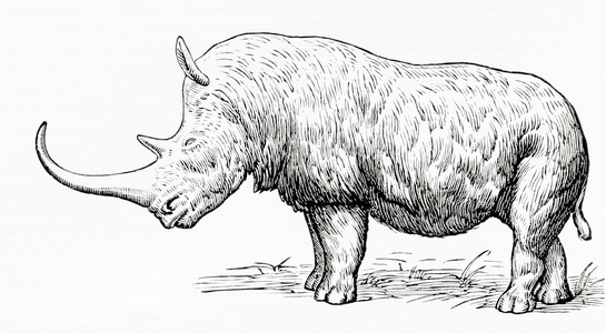 The woolly rhinoceros, Coelodonta antiquitatis, from Meyers Lexicon, pub. 1924