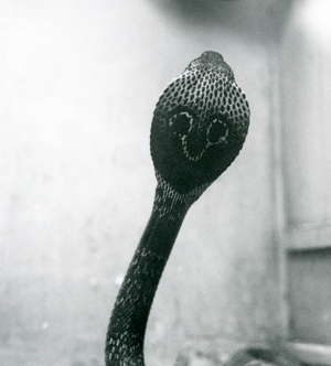 An Indian/Spectacled/Asian/Binocellate Cobra with raised head and flared hood, London Zoo, October 1925 (b/w photo)