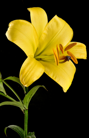 Japanese lily  Rising Moon