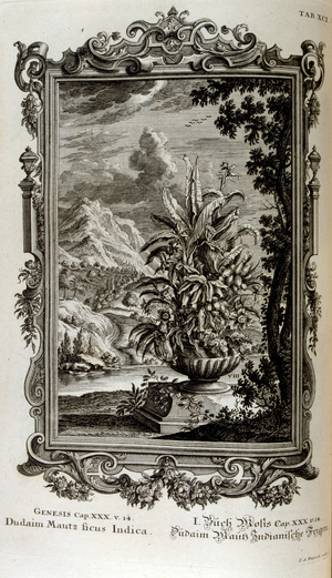 Biblical Maize plant, 18th century (engraving)