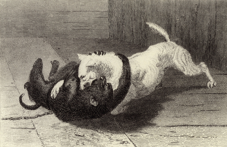 Example X, dog fighting with monkey (engraving)