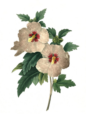 Bush marshmallow, also called Sharon rose, rose of sharon (Hibiscus syriacus)