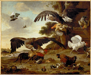 Eagles attacking chickens …