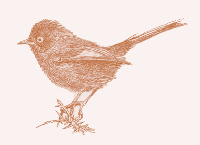 Dartford Warbler, 2017 (digital)