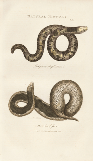 Amphisbaena and Javan Wart Snake, 1813 (engraving)