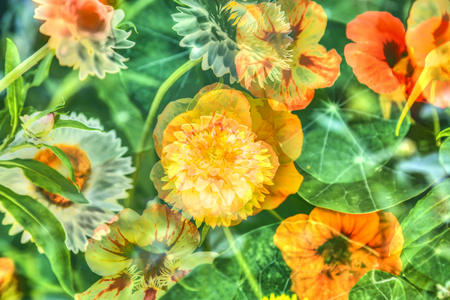 Flowers creative, artistic shot, capuchin cresses (Tropaeolum), daisies (Bellis perennis)