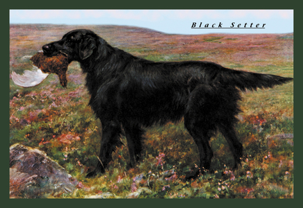 Black Setter (print)