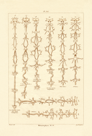 Metamorphosis, 1833-39 (coloured engraving)