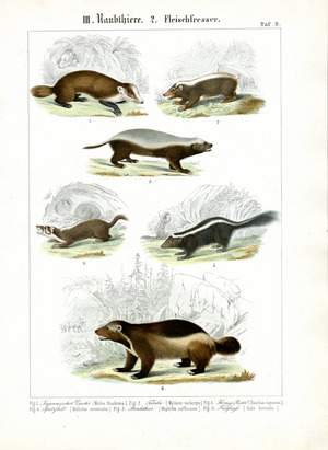 Mustelid Carnivores, 1851 (Lithography)