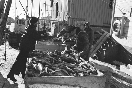 Lofoten, Henningsvær April 10, 1971. After a number of bad years on the Lofoth Sea, fishing has picked …, 1971 (photo)