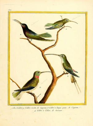 Four Hummingbird Species from Cayenne and Surinam (print)