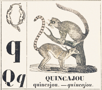 Q for Chincajou (a species of wild cat that lives in the forests of North America), 1850 (engraving)