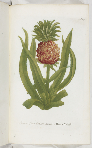 Ananas folio latiore serrato, 1737 (engraving)