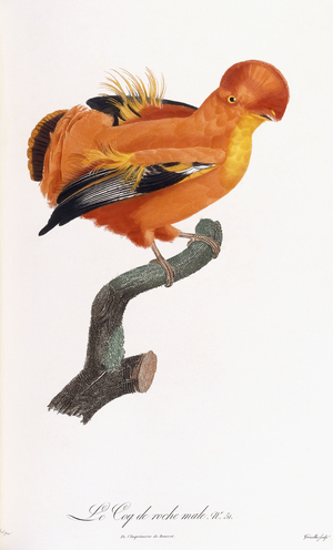Male Cock-of-the-rock (No. 51), 1801-1806 (engraved plate printed in colours and finished by hand)