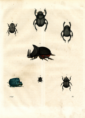 Various Beetle Species of the Scarabaeidae Family (hand-coloured engraving)