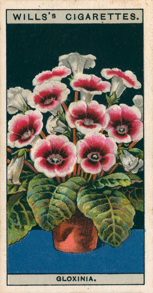 Flower culture in pots: Gloxinia (chromolitho)