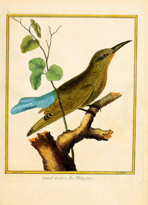 Great Bee-eater from the Philippines (print)