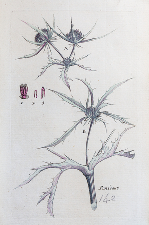 Country Panicaut, 1776 (watercolour print)