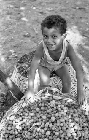 BITTER GRAPES - THE SON OF A ''MONDINA'', 1954 (photo)