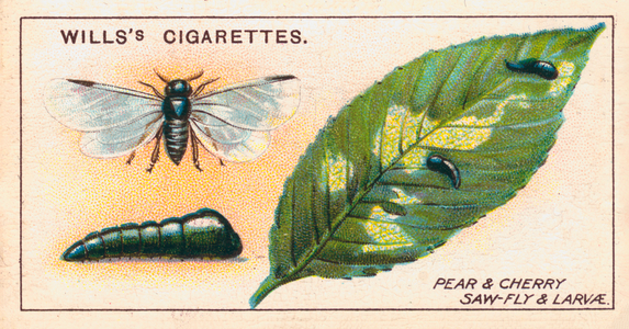 Garden Life: Pear and Cherry, Saw-Fly and Larvae (chromolitho)