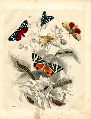 Butterflies and Their Life Stages (hand-coloured copper engraving)