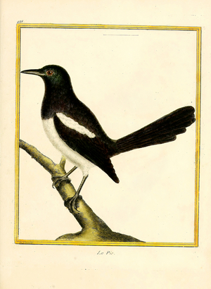 Magpie (print)