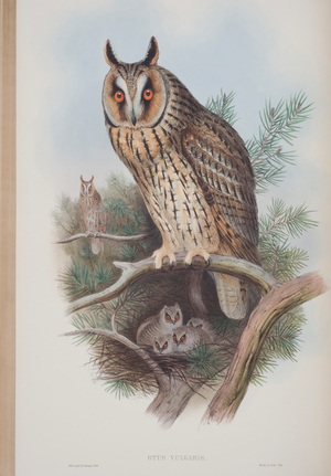 Otus Vulgaris, plate from 'The Birds of Great Britain' by John Gould, published 1862-73 (hand-coloured litho)