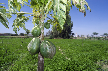 Fruiting papaya plant in recently planted bee orchard and permaculture project, Souss River (Oued Souss) Valley, Taroudant Province, Souss-Massa-Draa Region, Morocco (photo)
