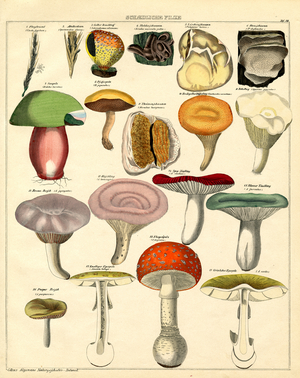 Harmful fungi and their species (print)