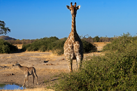 Giraffes Drinking Water, Savute Elephant Camp, Chobe National Park, Botswana (photo)