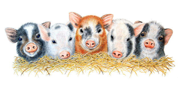 Five Little Pigs, 2012, (gouache on paper)