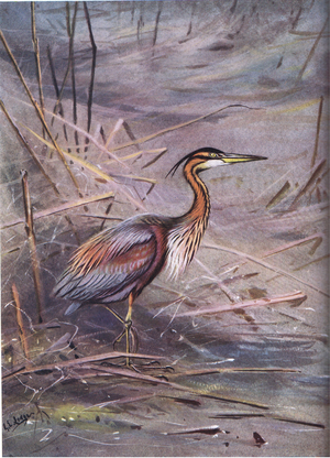 Purple Heron (litho)
