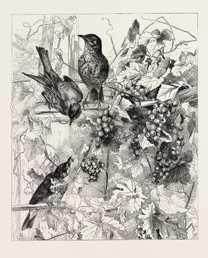 Thrushes in the Vineyard, Fashion, Engraving 1882