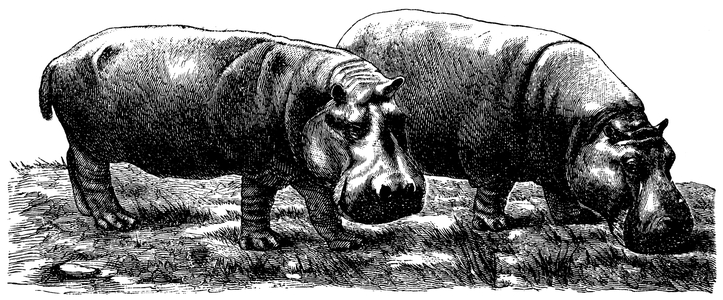 Hippopotamus
