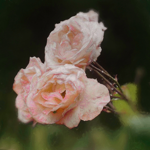 Blush Roses, 2018  (manipulated photography)