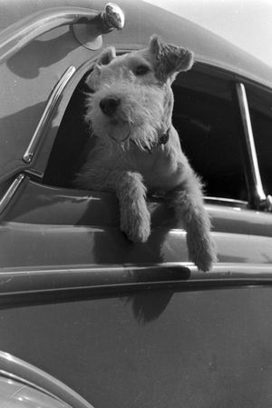 Vacation by car and with the dog, Germany 1930s (b/w photo)