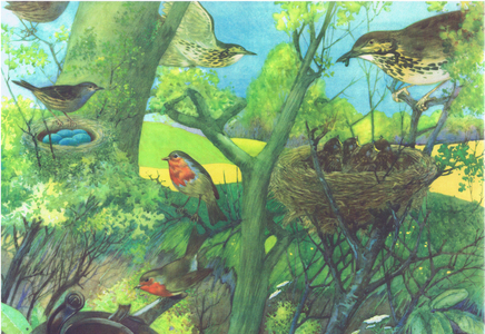 Birds and their nests, From a Folio of Colour school posters, c.1940-1950 (colour litho)