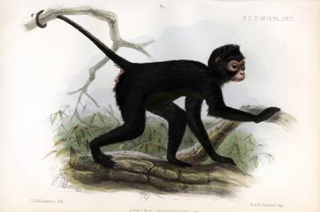 Black Spider Monkey (print)