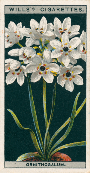 Flower culture in pots: Ornithogalum (chromolitho)