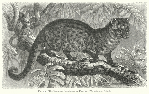 The Common Paradoxure or Palm-Cat (Paradoxurus Typus) (engraving)