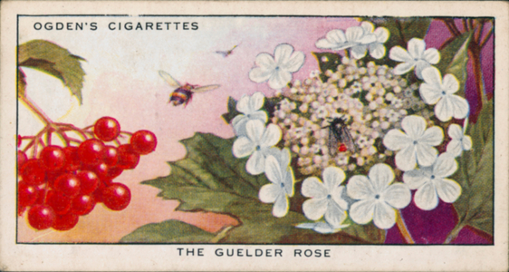 Signalling Colours, Alluring, Plants, The Guelder Rose (colour litho)