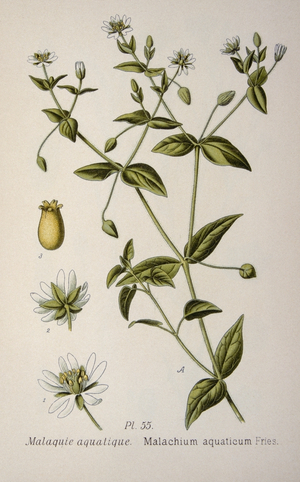 Myosoton aquaticum is a plant species, 1973 (engraving)