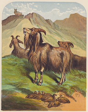 Goats and quails (colour litho)