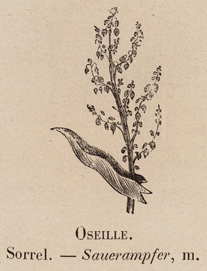 Le Vocabulaire Illustre: Oseille; Sorrel; Sauerampfer (engraving)