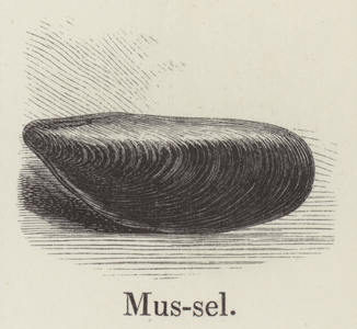 Mussel (engraving)