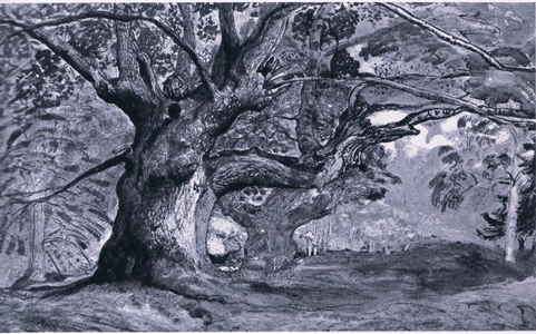 The Panshanger Oak, Hertfordshire, Nature in Britain published by Collins, 1946 (colour litho)