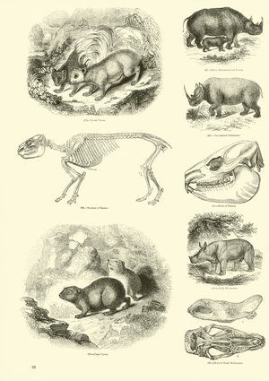 Page from The Pictorial Museum of Animated Nature (engraving)